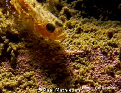 Two-spotted Goby (Gobiusculus flavescens) by Paal Mathiesen 